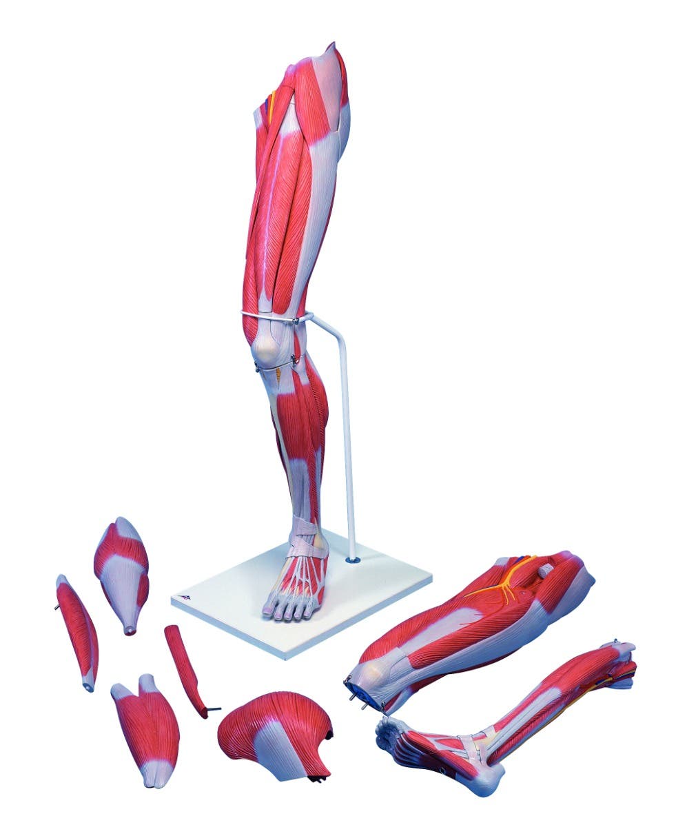 Anatomicalmodel:muscularleg,7-part