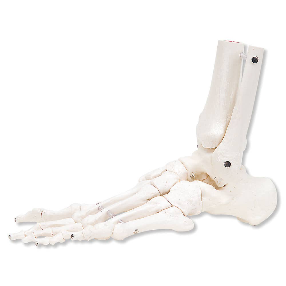 LeftFootAnkleWithTibiaAndFibula