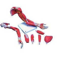3bScientificAnatomicalModel-DeluxeMuscularArm6-Part-AnatomicalModel-DeluxeMuscularArm6-Part