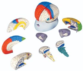 Anatomical model: neuro-anatomical brain, 8-pair