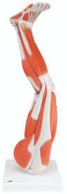 Anatomical model: muscular leg, 9-part