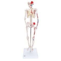3b Scientific Anatomical Model - Shorty The Mini Skeleton With Muscles On Mounted Base - Anatomical Model - Shorty The Mini Skeleton With Muscles On Mounted Base