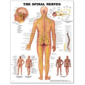 Spinal Nerves Poster 20 X 26 Styrene
