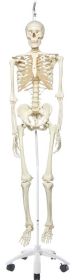 Stan The Standard Skeleton W/Hanging Roller Stand