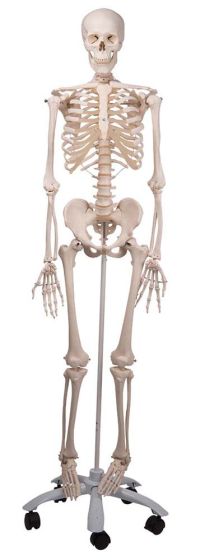 Stan-Standard Skeleton on Pelvic Roller Stand