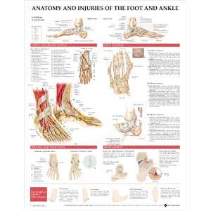 FootAndAnkleChart,20X26Styrene