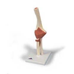Deluxe Functional Elbow Joint Model