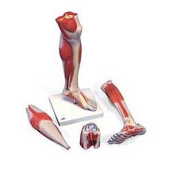 Muscled Leg With Knee - 3 Part