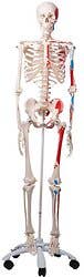 Max-The Muscle Skeleton W/Pelvic Roller Stand