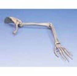 Arm Skeleton With Scapula & Clavicle - Right