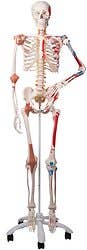  Super Human Skeleton Model "Sam" with Pelvic Roller Stand