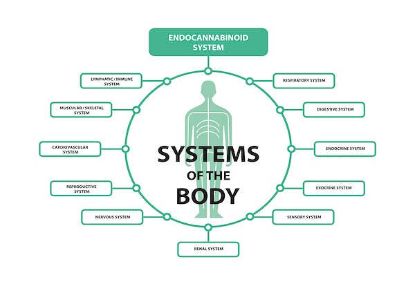 How CBD and Hemp Oil Extract Works How CBD and Hemp Oil Extract Works