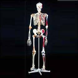 Mr Superskeleton