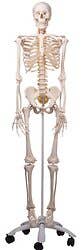  Fred-The Flexible Skeleton W/5' Roller Stand