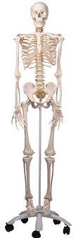  Fred-The Flexible Skeleton W/5' Roller Stand