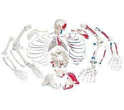 Disarticulated Skeleton Fully Painted