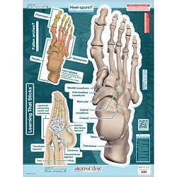 BodyPartChart™ Ankle and Foot 19” x 25.5”
