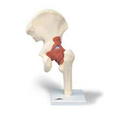 Deluxe Functional Hip Joint Model