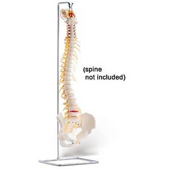 Stand For Full Spine