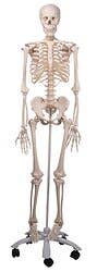 Stan-Standard Skeleton on Pelvic Roller Stand