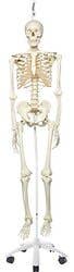 Stan The Standard Skeleton W/Hanging Roller Stand